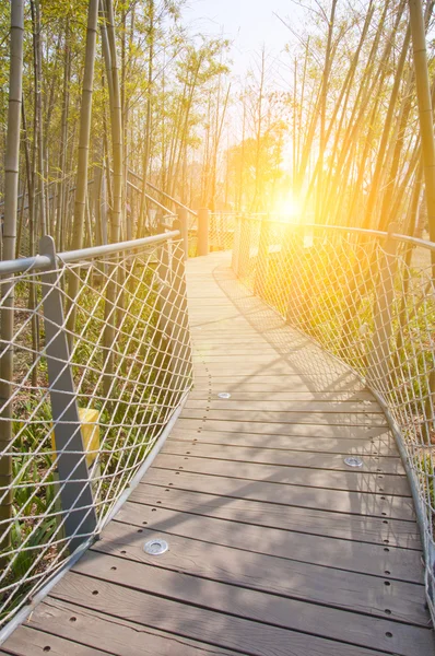 Park pont de chaîne en fer dans la forêt de bambous — Photo