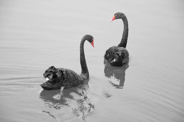 Two black swans — Stock Photo, Image