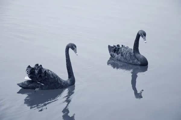 Two black swans — Stock Photo, Image