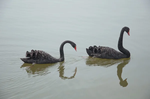 Two black swans — Stock Photo, Image