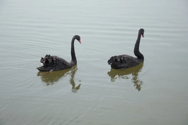 Dos cisnes negros —  Fotos de Stock