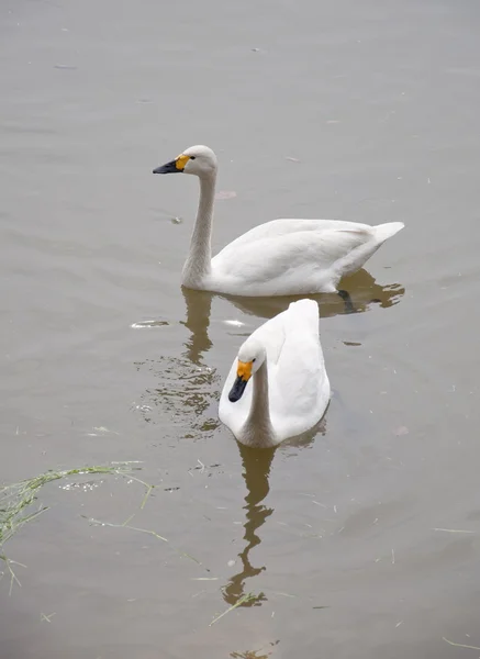 Two white swans — Stock Photo, Image