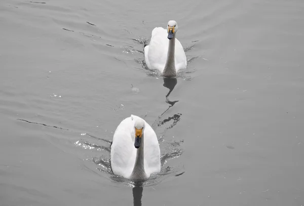 Two white swans — Stock Photo, Image