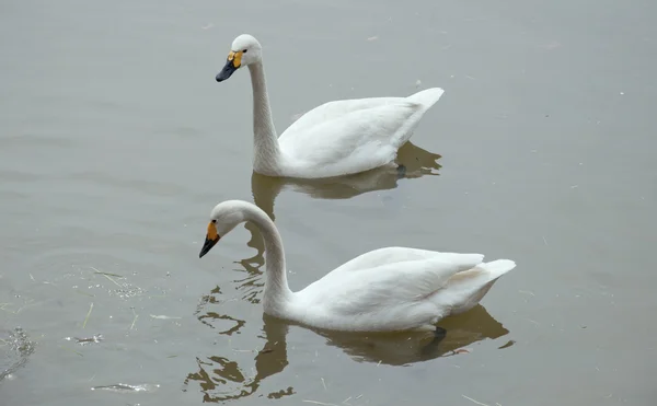 Two white swans — Stock Photo, Image