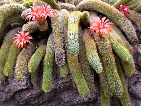 Washington cleistocactus tonla 2011 — Stok fotoğraf