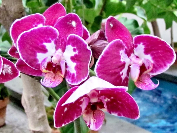 Washington doritaenopsis orkide çiçeği 2011 — Stok fotoğraf