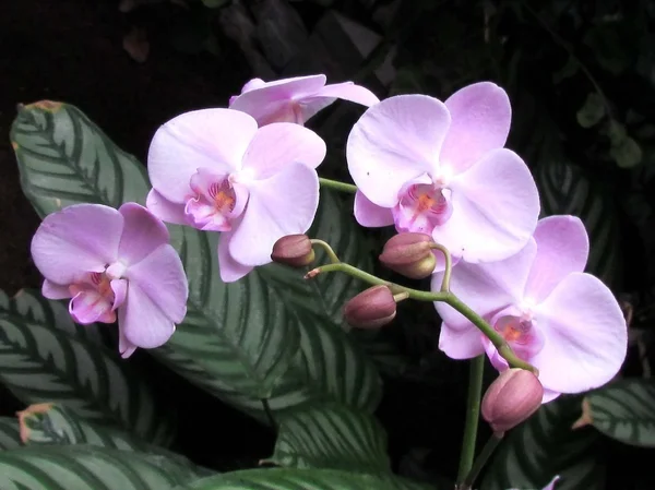 Phalaenopsis 2011 de la orquídea de Washington — Foto de Stock