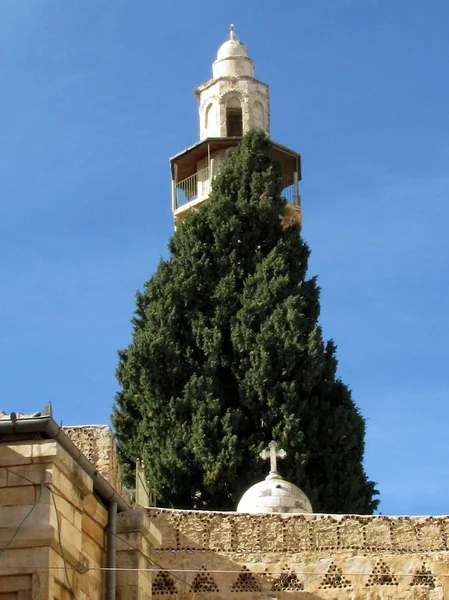 Jerusalem Christian Quarter cypress 2012 — Stock Photo, Image