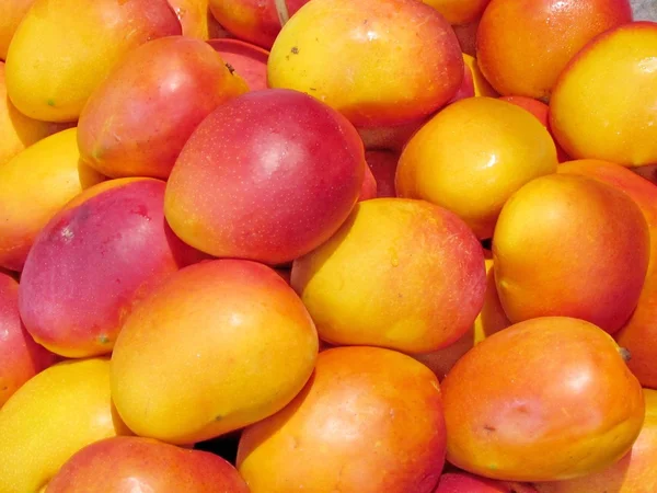 Tel Aviv beautiful mango 2012 — Stock Photo, Image