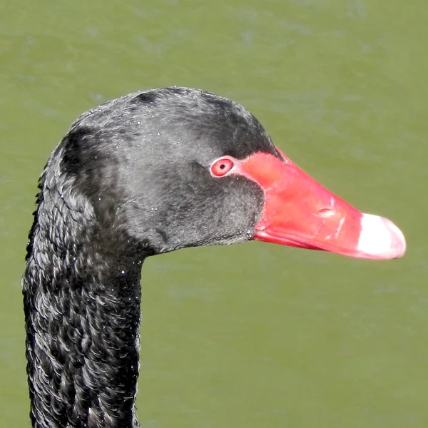 Ramat gan park schwarzer Schwan portrait 2012 — Stockfoto