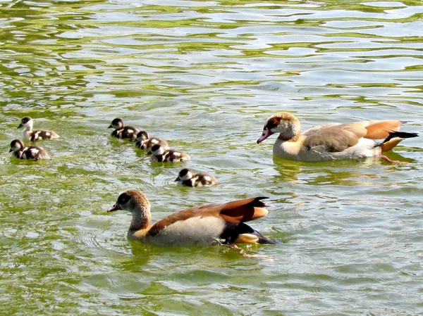 Ramat Gan Wolfson Park ducklings floating in the line 2012 — Stock Photo, Image