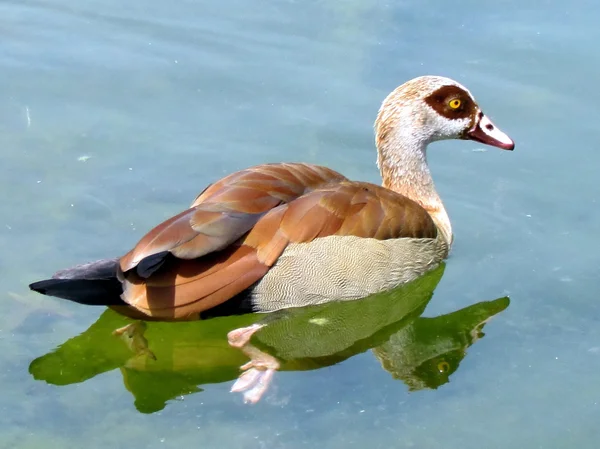 Ramat Gan Wolfson Park egyptské husy plovoucí 2012 — Stock fotografie