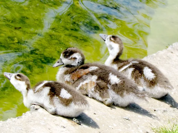 Ramat Gan Wolfson Park three duckling 2012 — Stock Photo, Image