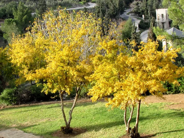 Jerusalem Haas Promenade golden trees 2012 — Stock Photo, Image
