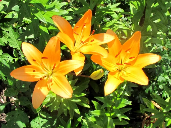 Toronto Garden Winsome Lily 2014 — стоковое фото