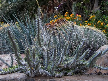 Ein gedi kaktüsler çalılık Ekim 2010