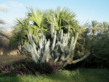 Ein Gedi Cactus October 2010