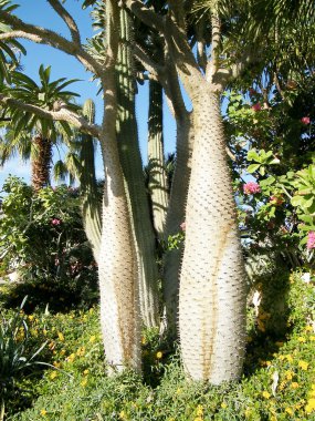 Ein Gedi palmiye ağaçları ve kaktüsler 2010