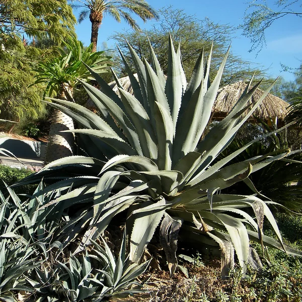 Ein Gedi Agave matorral 2010 — Foto de Stock