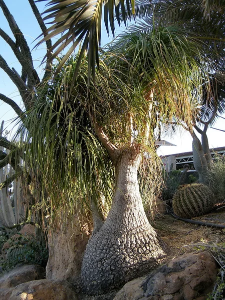 Ein Gedi Beaucarnea recurvata 2010 — Stock Photo, Image