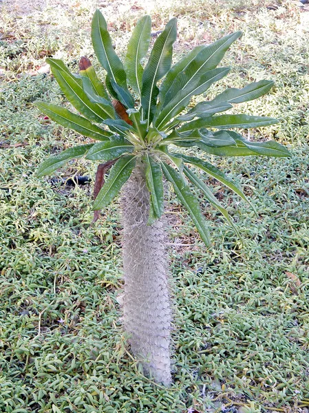 Ein Gedi Pachypodium 2010 Imagens De Bancos De Imagens