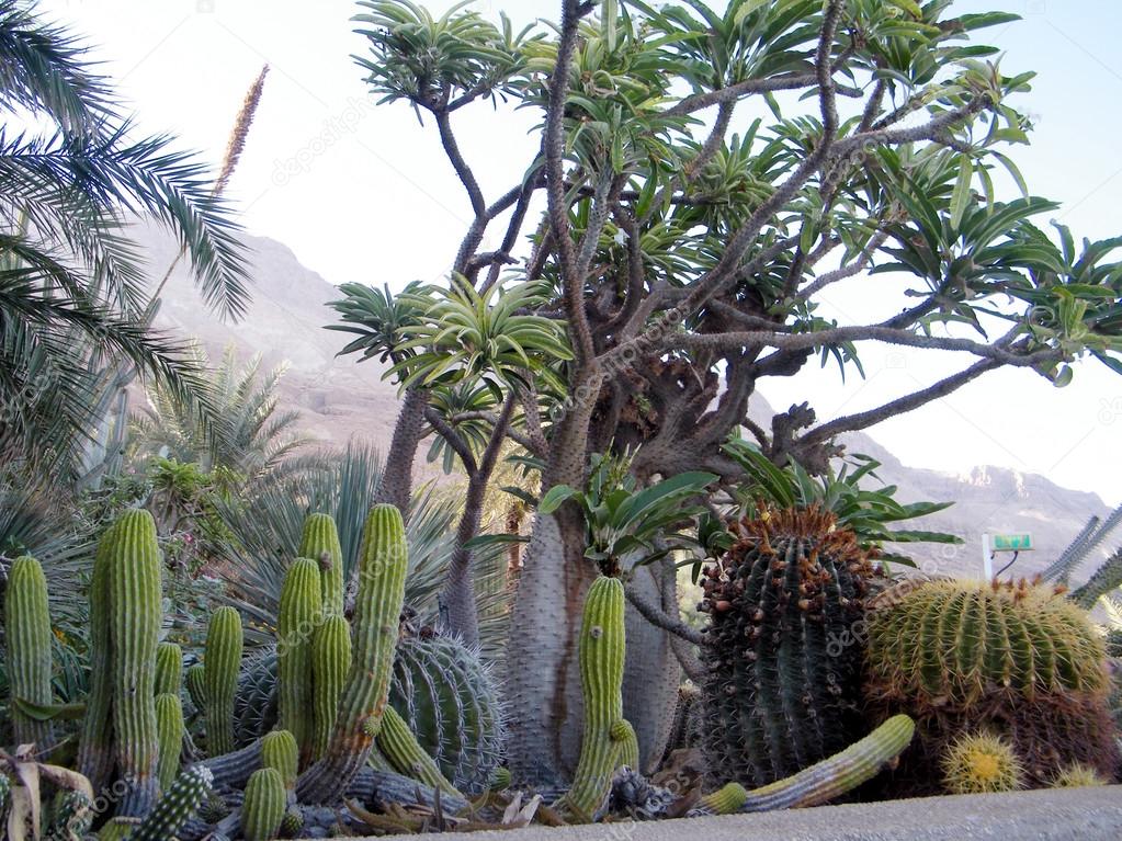 Ein Gedi Cacti thicket 2010
