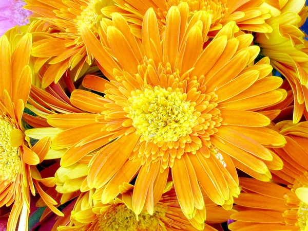 Tel Aviv orange asters 2012 — Stockfoto