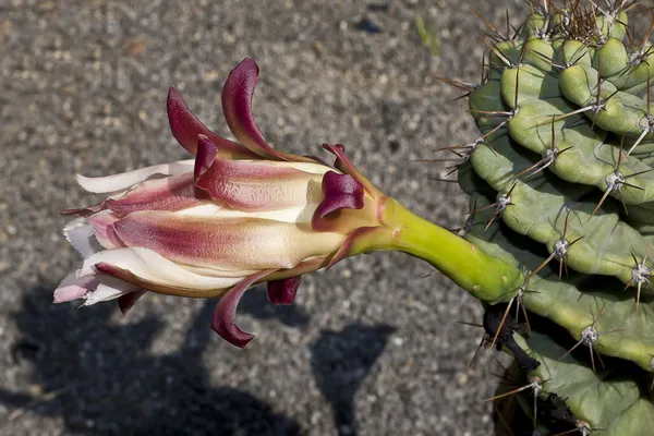 Cereus spiralis (Brasile) — Foto Stock