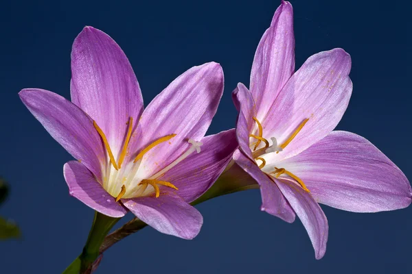 Flowering — Stock Photo, Image