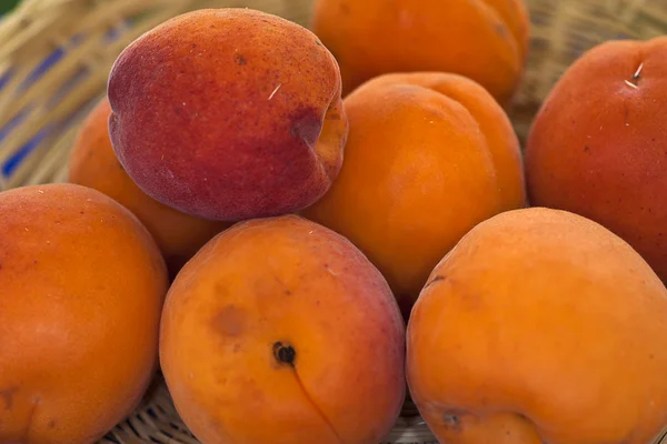 Fruits of Italy apricots type Primaya grown in Metaponto (Mater — Stock Photo, Image