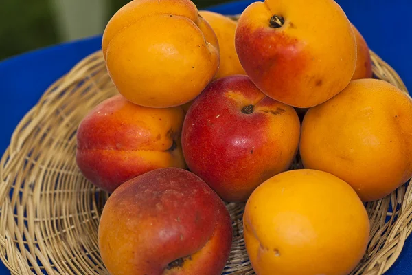 イタリア アプリコットの果実を入力 Pinkcot メタポント (母校で栽培 — ストック写真