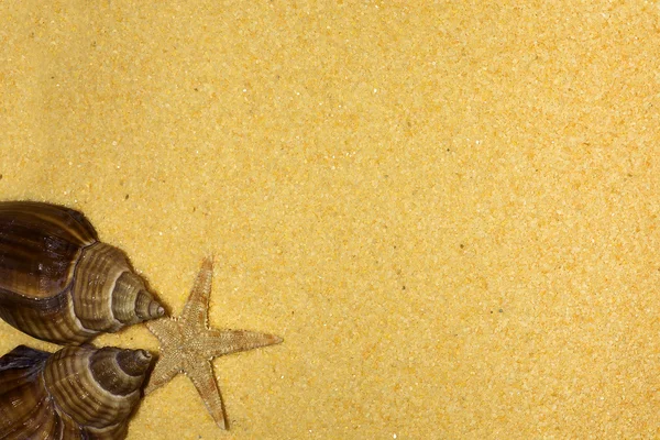 Kabukları ve sahilde deniz yıldızı: tatil kavramı — Stok fotoğraf