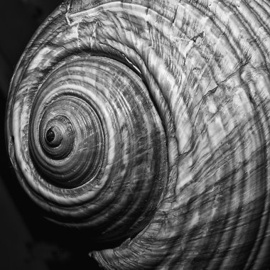 Nautilus kabuğu b w