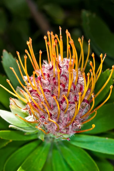 Leucospermum Vulcano — Stock Photo, Image