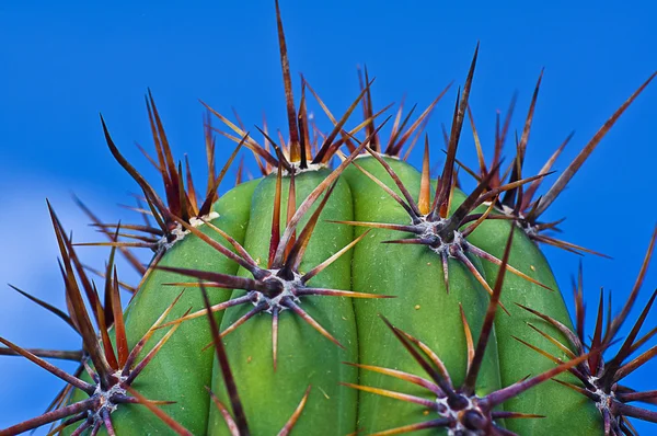 Dettaglio di un cactus spinoso (Ravino Garden Ischia ) — Foto Stock