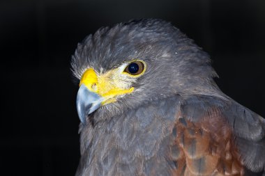 kartal yakın çekim