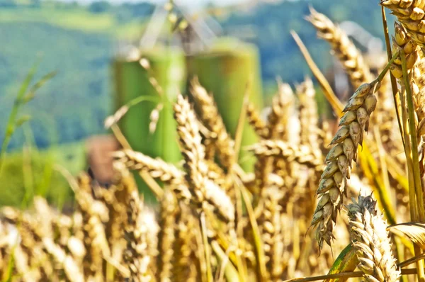 Vete med silo i bakgrunden — Stockfoto