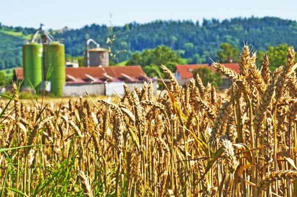 Trigo com silo no fundo — Fotografia de Stock