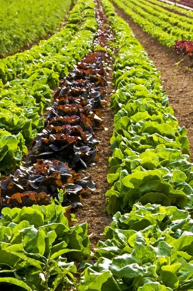 Cultivo de saladas — Fotografia de Stock