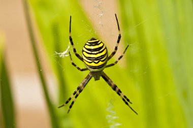 Eşek arısı, Argiope bruennichi