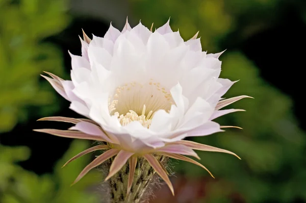 Bloeiende cactus — Stockfoto