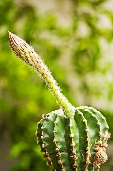 Cactus Echinopsis eyriesii — Foto Stock
