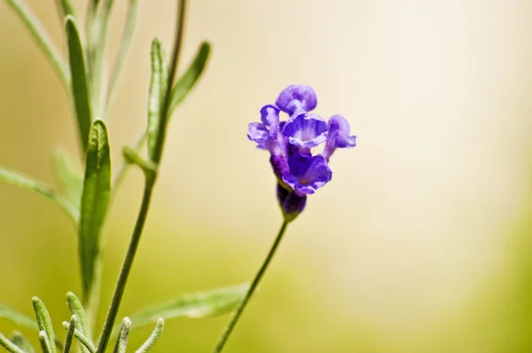 Lavendel — Stockfoto