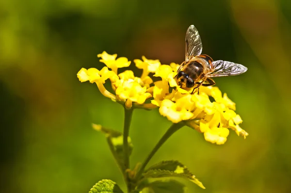 Hover-fly on lantana — Stock Photo, Image