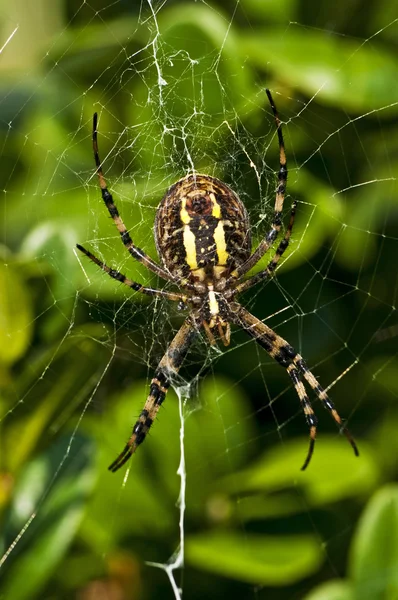 Wasp spider, Argiope bruennichi — Stock Photo, Image