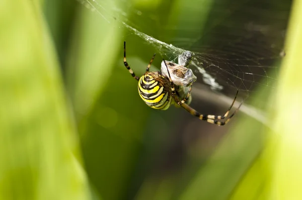 Wasp Spindel, Argiope bruennichi — Stockfoto