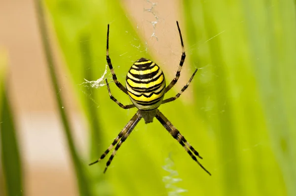 Guêpe araignée, Argiope bruennichi — Photo