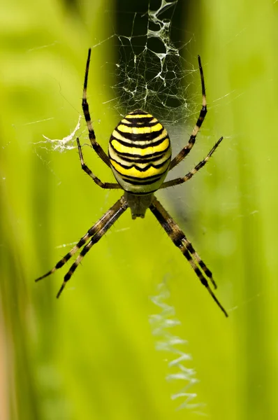 Guêpe araignée, Argiope bruennichi — Photo