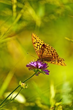 Gümüş yıkadım fritillary, argynnis paphia