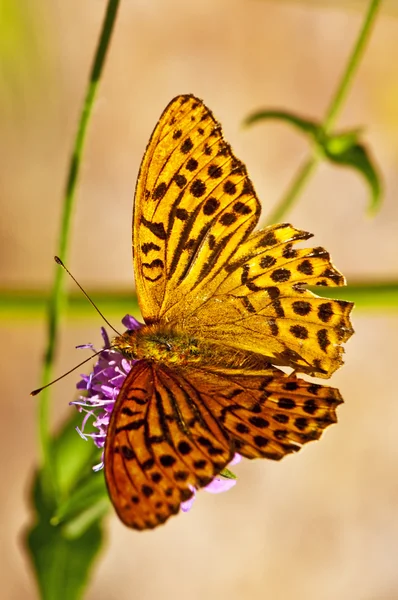 Silver-washed fritillary,Argynnis paphia — Stock Photo, Image